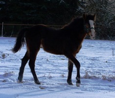 Rasputin 2010